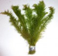 Limnophila aquatica - 3.90€